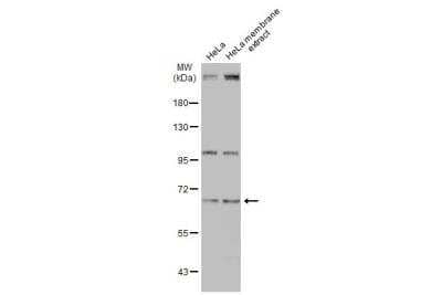 Western Blot UBASH3B/STS1/Tula-2 Antibody - BSA Free