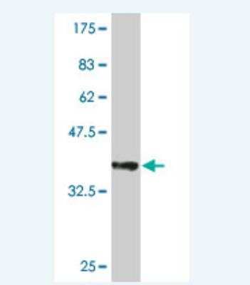 Western Blot: UBE2D4/Ubch5d Antibody (3E1) [H00051619-M01] - Detection against Immunogen (36.08 KDa) .