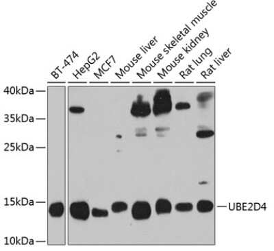 Western Blot UBE2D4/Ubch5d Antibody - BSA Free