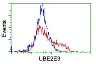 Flow Cytometry: UBE2E3 Antibody (OTI1B4) - Azide and BSA Free [NBP2-74737] - Analysis of HEK293T cells transfected with either overexpress plasmid(Red) or empty vector control plasmid(Blue) were immunostaining by UBE2E3 antibody.