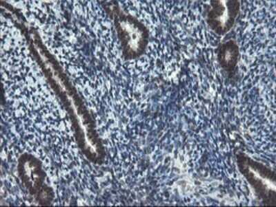 Immunohistochemistry: UBE2E3 Antibody (OTI1B4) - Azide and BSA Free [NBP2-74737] - Analysis of Human endometrium tissue.