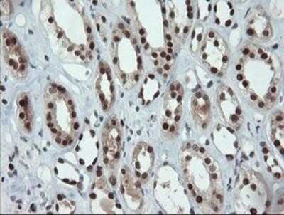 Immunohistochemistry: UBE2E3 Antibody (OTI7E8) - Azide and BSA Free [NBP2-74745] - Staining of paraffin-embedded Human Kidney tissue using anti-UBE2E3 mouse monoclonal antibody.
