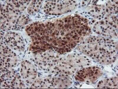 Immunohistochemistry: UBE2E3 Antibody (OTI7E8) - Azide and BSA Free [NBP2-74745] - Staining of paraffin-embedded Human pancreas tissue using anti-UBE2E3 mouse monoclonal antibody.