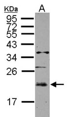 Western Blot: UBE2E3 Antibody [NBP2-20784] - Sample (50 ug of whole cell lysate) A: Mouse Muscle, 12% SDS PAGE gel, diluted at 1:2000.