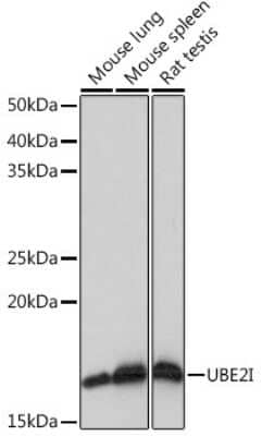 Western Blot: UBE2I/Ubc9 Antibody (6Z9V6) [NBP3-16400] - Western blot analysis of extracts of various cell lines, using UBE2I/Ubc9 Rabbit mAb (NBP3-16400) at 1:1000 dilution. Secondary antibody: HRP Goat Anti-Rabbit IgG (H+L) at 1:10000 dilution. Lysates/proteins: 25ug per lane. Blocking buffer: 3% nonfat dry milk in TBST. Detection: ECL Basic Kit. Exposure time: 1s.