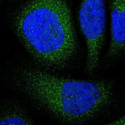 Immunocytochemistry/Immunofluorescence: UBE2I/Ubc9 Antibody [NBP1-86887] - Staining of human cell line U-2 OS shows localization to cytosol. Antibody staining is shown in green.