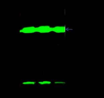 Immunoprecipitation: UBE2I/Ubc9 Antibody [NBP3-00096] - UBE2I/Ubc9 was immunoprecipitated using: Lane A: 0.5 mg Jurkat Whole Cell Lysate Lane B: 0.5 mg Hela Whole Cell Lysate Lane C: 0.5 mg A431 Whole Cell Lysate 2 ul anti-UBE2I/Ubc9 rabbit polyclonal antibody and 15 ul of 50 % Protein G agarose.  Primary antibody: Anti-UBE2I/Ubc9 rabbit polyclonal antibody, at 1:100 dilution. Secondary antibody: Dylight 800-labeled antibody to rabbit IgG (H+L), at 1:5000 dilution  Developed using the Odyssey technique. Performed under reducing conditions. Predicted band size: 18 kDa. Observed band size: 18 kDa