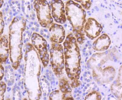 Immunohistochemistry-Paraffin: UBE2I/Ubc9 Antibody (SC0534) [NBP2-67564] - Analysis of paraffin-embedded human kidney tissue using anti-UBC9 antibody. Counter stained with hematoxylin.