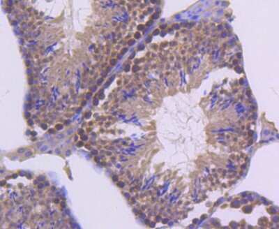 Immunohistochemistry-Paraffin: UBE2I/Ubc9 Antibody (SC0534) [NBP2-67564] - Analysis of paraffin-embedded mouse testis tissue using anti-UBC9 antibody. Counter stained with hematoxylin.