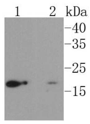 Western Blot: UBE2I/Ubc9 Antibody (SC0534) [NBP2-67564] - Analysis of UBC9 on different lysates using anti-UBC9 antibody at 1/1,000 dilution. Positive control: Lane 1: HepG2 Lane 2: HUVEC