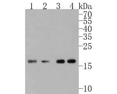 Western Blot: UBE2I/Ubc9 Antibody (SC0534) [NBP2-67564] - Western blot analysis of UBE2I/Ubc9 on different lysates. Proteins were transferred to a PVDF membrane and blocked with 5% BSA in PBS for 1 hour at room temperature. The primary antibody (1/500) was used in 5% BSA at room temperature for 2 hours. Goat Ant