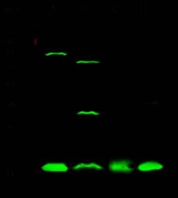 Western Blot: UBE2I/Ubc9 Antibody [NBP3-00096] - Anti-UBE2I/Ubc9 rabbit polyclonal antibody at 1:500 dilution. Lane A: Jurkat Whole Cell Lysate Lane B: A431 Whole Cell Lysate Lane C: NIH-3T3 Whole Cell Lysate Lane D: PC12 Whole Cell Lysate Lysates/proteins at 30 ug per lane. Secondary Goat Anti-Rabbit IgG (H&L) /Dylight 800 at 1/10000 dilution. Developed using the Odyssey technique. Performed under reducing conditions. Predicted band size: 18 kDa. Observed band size: 18 kDa