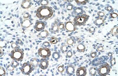 Immunohistochemistry: UBE2J1 Antibody [NBP1-59757] - Human kidney