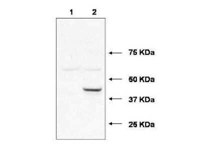 Western Blot: UBE2J1 Antibody [NBP1-78065] - Western blot using affinity purified UBE2J1 antibody shows detection of UBE2J1 in 293 cells over-expressing Myc-UBE2J1 (Lane 2). Lane 1 contains lysate from mock-transfected 293 cells.