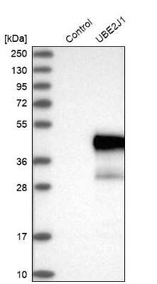 Western Blot: UBE2J1 Antibody [NBP1-85654] - Analysis in control (vector only transfected HEK293T lysate) and UBE2J1 over-expression lysate (Co-expressed with a C-terminal myc-DDK tag (3.1 kDa) in mammalian HEK293T cells).