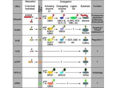 N/A: UBE2J2/UBC6 Antibody [NBP1-78071]