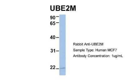 Western Blot: UBE2M/Ubc12 Antibody [NBP1-55035] - Human MCF7, Antibody Dilution: 1.0 ug/ml UBE2M is supported by BioGPS gene expression data to be expressed in MCF7.