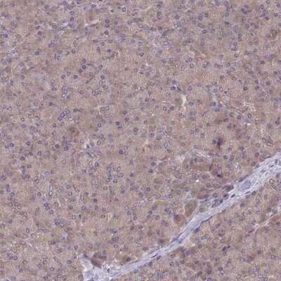 Immunohistochemistry-Paraffin: UBE2N/Ubc13 Antibody [NBP2-48823] - Staining of human pancreas shows low expression as expected.