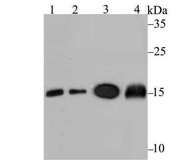 Western Blot: UBE2N/Ubc13 Antibody (JG38-68) [NBP2-76876] - Western blot analysis of Ube2N on different lysates using anti-Ube2N antibody at 1/1,000 dilution.Positive control:Lane 1: Daudi Lane 2: SH-SY-5YLane 3: Mouse spleen Lane 4: Rat spleen