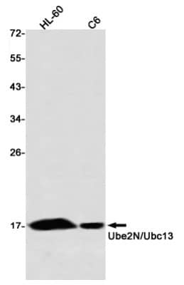 Western Blot: UBE2N/Ubc13 Antibody (S05-5B0) [NBP3-20010] - Western blot detection of UBE2N/Ubc13 in HL-60, C6 using NBP3-20010 (1:1000 diluted)