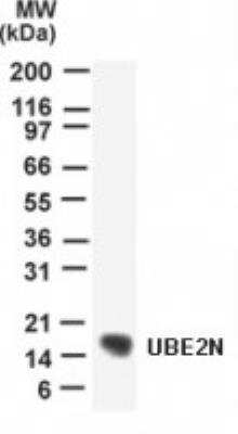 Western Blot: UBE2N/Ubc13 Antibody [NB100-56357] - Detection of UBE2N/Ubc13 in human heart lysate with anti-UBE2N pcAb this antibody.