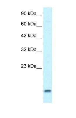 Western Blot: UBE2N/Ubc13 Antibody [NBP1-55027] - HepG2 cell lysate, concentration 1.25ug/ml.