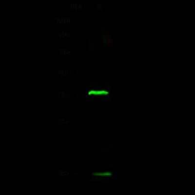 Western Blot: UBE2N/Ubc13 Antibody [NBP2-98828] - Anti-UBE2N/Ubc13 rabbit polyclonal antibody at 1:500 dilution. Lane A: 293T Whole Cell Lysate. Lysates/proteins at 30 ug per lane. Secondary Goat Anti- Rabbit IgG H&L (Dylight 800) at 1/10000 dilution. Developed using the Odyssey technique. Performed under reducing conditions. Predicted band size: 17 kDa. Observed band size: 15 kDa (We are unsure as to the identity of these extra bands).