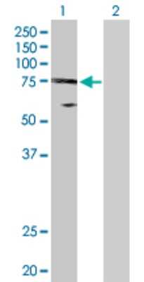 Western Blot: UBE2O Antibody [H00063893-D01P] - Analysis of UBE2O expression in transfected 293T cell line by UBE2O polyclonal antibody.Lane 1: UBE2O transfected lysate(81.70 KDa).Lane 2: Non-transfected lysate.