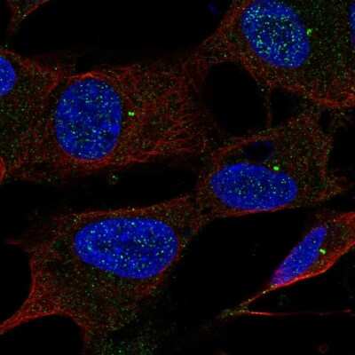 Immunocytochemistry/ Immunofluorescence UBE2Q1 Antibody - BSA Free