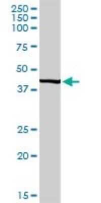Western Blot: UBE2Q2 Antibody [H00092912-D01P] - Analysis of UBE2Q2 expression in human pancreas.