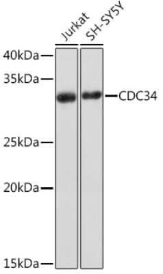 Western Blot: UBE2R1/CDC34 Antibody (1P10A8) [NBP3-16882] - Western blot analysis of extracts of various cell lines, using UBE2R1/CDC34 Rabbit mAb (NBP3-16882) at 1:1000 dilution. Secondary antibody: HRP Goat Anti-Rabbit IgG (H+L) at 1:10000 dilution. Lysates/proteins: 25ug per lane. Blocking buffer: 3% nonfat dry milk in TBST. Detection: ECL Basic Kit. Exposure time: 3min.
