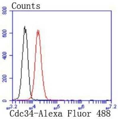 Flow Cytometry: UBE2R1/CDC34 Antibody (JJ086-07) [NBP2-67835] - Analysis of Jurkat cells with Cdc34 antibody at 1/50 dilution (red) compared with an unlabelled control (cells without incubation with primary antibody; black). Alexa Fluor 488-conjugated goat anti rabbit IgG was used as the secondary antibody.