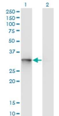 Western Blot: UBE2R2 Antibody (5E7) [H00054926-M01] - Analysis of UBE2R2 expression in transfected 293T cell line by UBE2R2 monoclonal antibody (M01), clone 5E7.Lane 1: UBE2R2 transfected lysate (Predicted MW: 27.2 KDa).Lane 2: Non-transfected lysate.