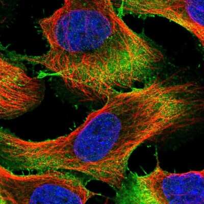 Immunocytochemistry/ Immunofluorescence UBE2S Antibody - BSA Free