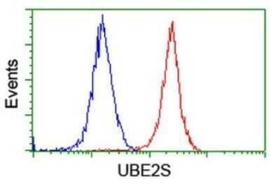 Flow Cytometry: UBE2S Antibody (OTI1B5) - Azide and BSA Free [NBP2-74749] - Analysis of Hela cells, using UBE2S antibody (Red), compared to a nonspecific negative control antibody (Blue).