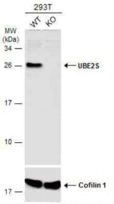 Western Blot UBE2S Antibody - BSA Free