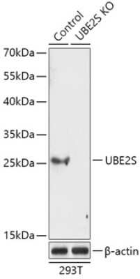Western Blot: UBE2S Antibody [NBP3-03370] - Analysis of extracts from normal (control) and UBE2S knockout (KO) 293T cells, using UBE2S antibody at 1:1000 dilution. Secondary antibody: HRP Goat Anti-Rabbit IgG (H+L) at 1:10000 dilution. Lysates/proteins: 25ug per lane. Blocking buffer: 3% nonfat dry milk  in TBST.