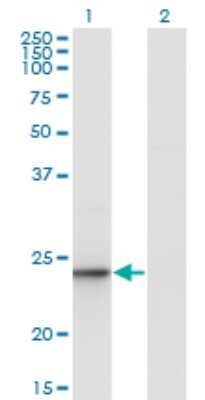 Western Blot: UBE2T Antibody (2A12-4F11) [H00029089-M03] - Analysis of UBE2T expression in transfected 293T cell line by UBE2T monoclonal antibody (M03), clone 2A12-4F11. Lane 1: UBE2T transfected lysatE (22.5 KDa). Lane 2: Non-transfected lysate.