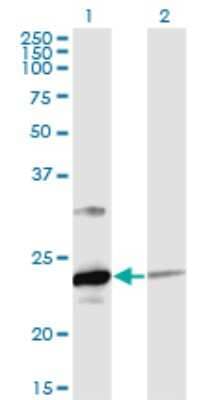 Western Blot: UBE2T Antibody (4G1-4C2) [H00029089-M02] - Analysis of UBE2T expression in transfected 293T cell line by UBE2T monoclonal antibody (M02), clone 4G1-4C2.Lane 1: UBE2T transfected lysate(22.5 KDa).Lane 2: Non-transfected lysate.