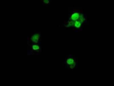 Immunocytochemistry/Immunofluorescence: UBE2T Antibody (OTI2F5) - Azide and BSA Free [NBP2-74750] - Staining of COS7 cells transiently transfected by pCMV6-ENTRY UBE2T.