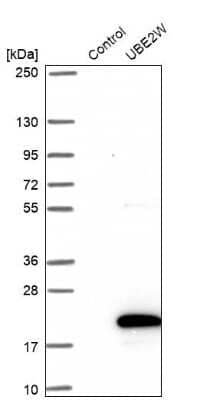 Western Blot UBE2W Antibody