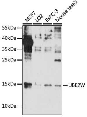 Western Blot: UBE2W Antibody [NBP2-94761] - Analysis of extracts of various cell lines, using UBE2W at 1:1000 dilution. Secondary antibody: HRP Goat Anti-Rabbit IgG (H+L) at 1:10000 dilution. Lysates/proteins: 25ug per lane. Blocking buffer: 3% nonfat dry milk in TBST. Detection: ECL Basic Kit . Exposure time: 90s.