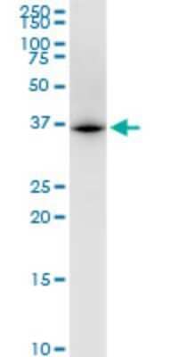 Western Blot: UBE2Z Antibody (4B1) [H00065264-M01] - UBE2Z monoclonal antibody (M01), clone 4B1. Analysis of UBE2Z expression in K-562.