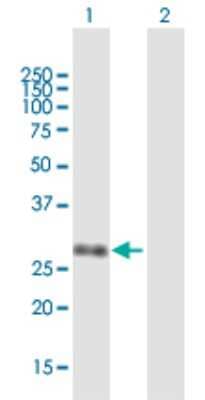 Western Blot: UBE2Z Antibody [H00065264-B01P] - Analysis of UBE2Z expression in transfected 293T cell line by UBE2Z polyclonal antibody.  Lane 1: UBE2Z transfected lysate(27.06 KDa). Lane 2: Non-transfected lysate.
