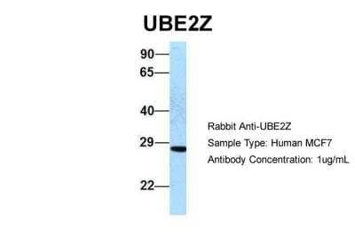 Western Blot: UBE2Z Antibody [NBP2-88536] - Host: Rabbit. Target Name: UBE2Z. Sample Type: Human MCF7. Antibody Dilution: 1.0ug/mlUBE2Z is supported by BioGPS gene expression data to be expressed in MCF7