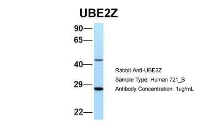 Western Blot UBE2Z Antibody