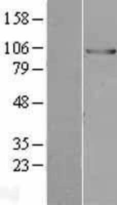 Western Blot E6AP/UBE3A Overexpression Lysate