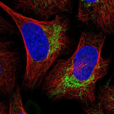 Immunocytochemistry/Immunofluorescence: UBE3C Antibody [NBP1-81558] - Immunofluorescent staining of human cell line U-2 OS shows localization to mitochondria.