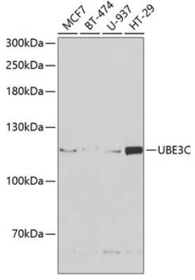 Western Blot: UBE3C Antibody [NBP2-94023] - Analysis of extracts of various cell lines, using UBE3C at 1:1000 dilution. Secondary antibody: HRP Goat Anti-Rabbit IgG (H+L) at 1:10000 dilution. Lysates/proteins: 25ug per lane. Blocking buffer: 3% nonfat dry milk in TBST. Detection: ECL Basic Kit . Exposure time: 90s.