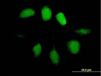 Immunocytochemistry/Immunofluorescence: UBL4A Antibody [H00008266-B01P] - Analysis of purified antibody to UBL4A on HeLa cell. (antibody concentration 10 ug/ml)